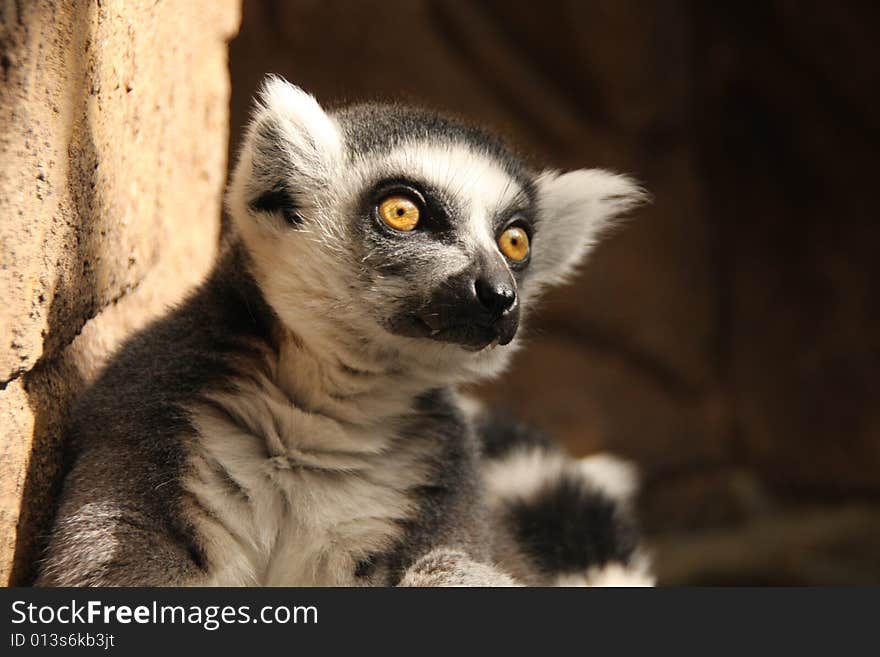 Lemur