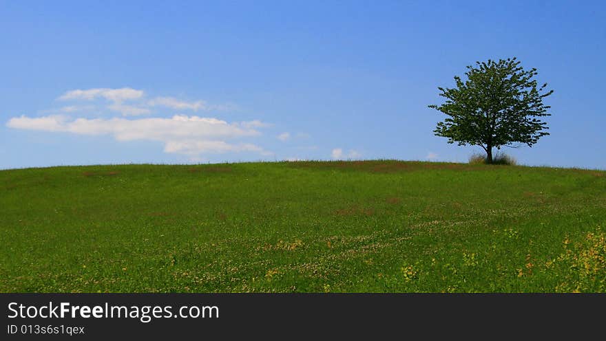 A solitary tree on a meadow in Bohemia. A solitary tree on a meadow in Bohemia