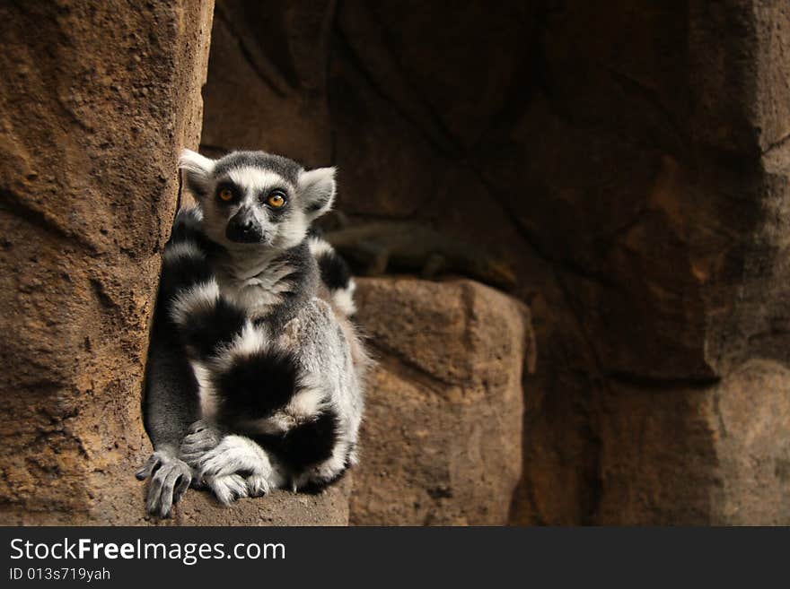 Lemur