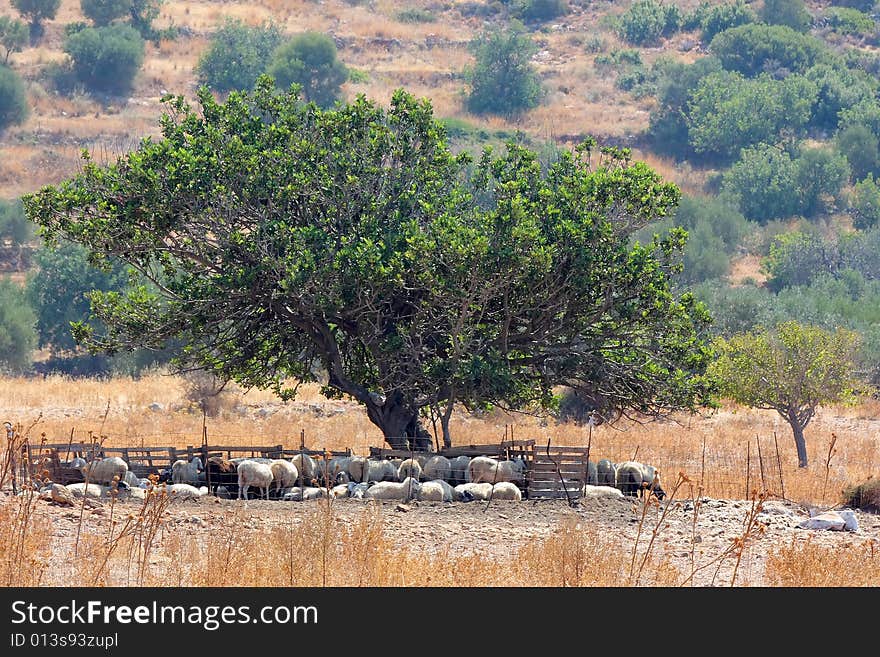 A flock of sheep resting under a big tree. A flock of sheep resting under a big tree