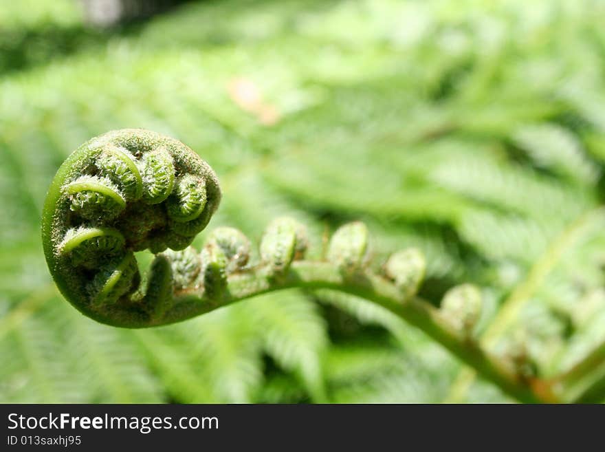 Fern Leaf Unfurling