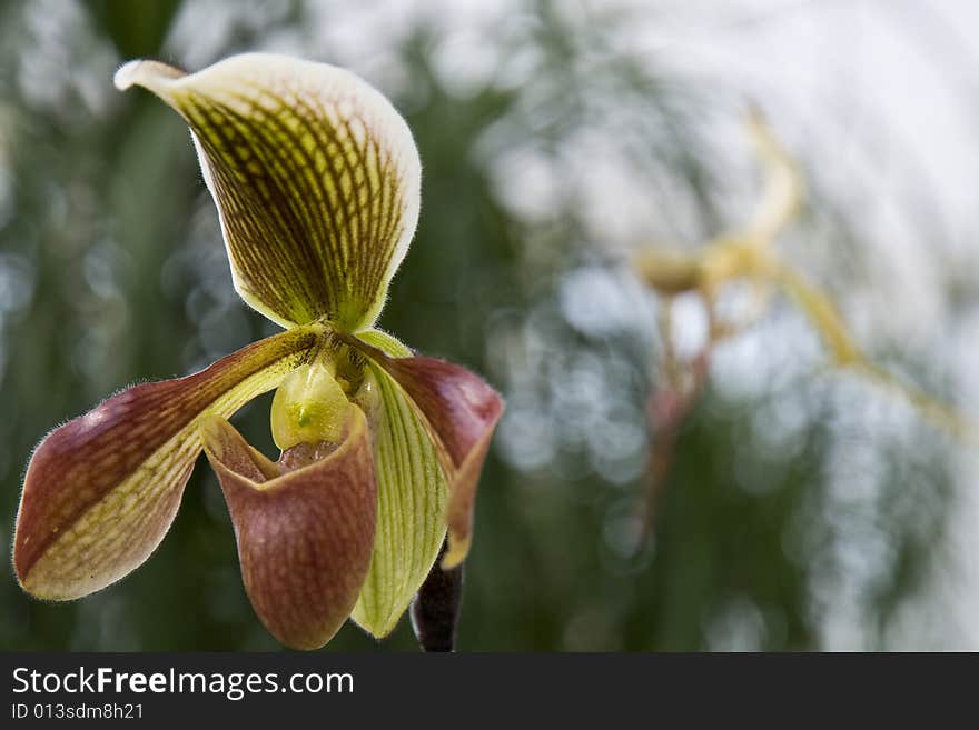 Close up of a rare tropical orchid