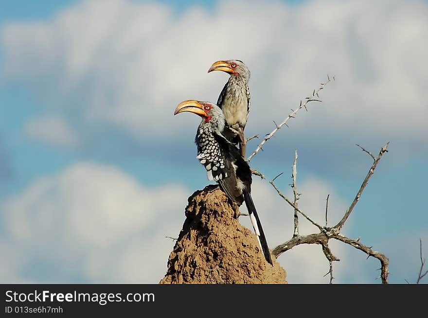 A pair of pre-historic like yellow-billed hornbills in Africa. A pair of pre-historic like yellow-billed hornbills in Africa