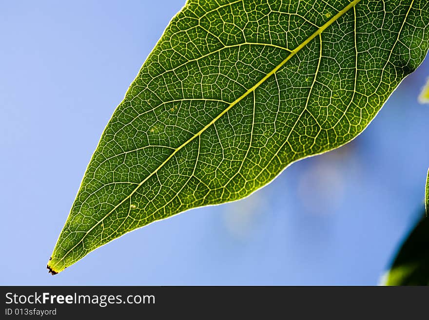 Green leaf