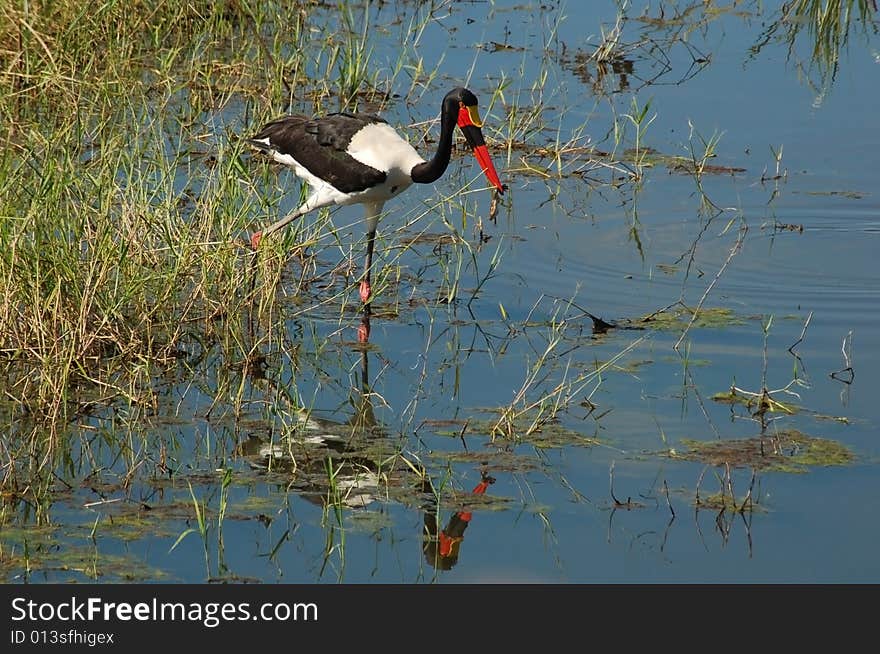 A saddle billed stork (ephippiorhynchus senegalensis) hunting for toads in a swamp. A saddle billed stork (ephippiorhynchus senegalensis) hunting for toads in a swamp.