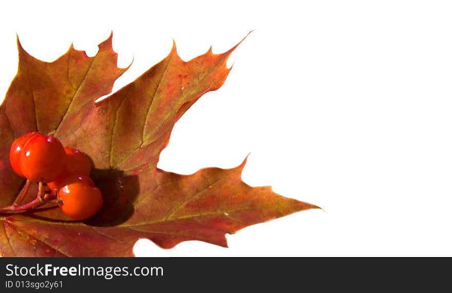 Mountain ash berrys on a maple leaf. Mountain ash berrys on a maple leaf