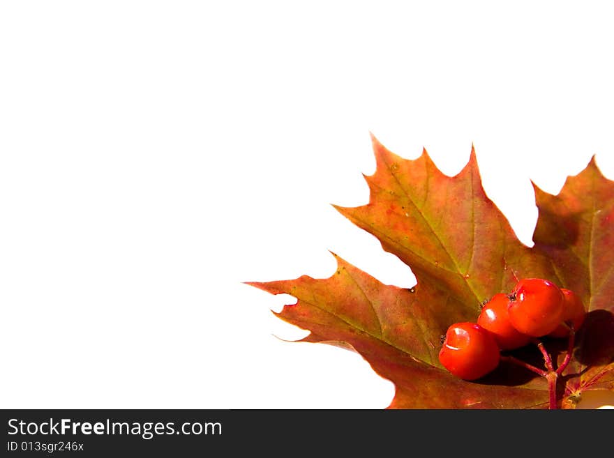 Mountain ash berrys on a maple leaf