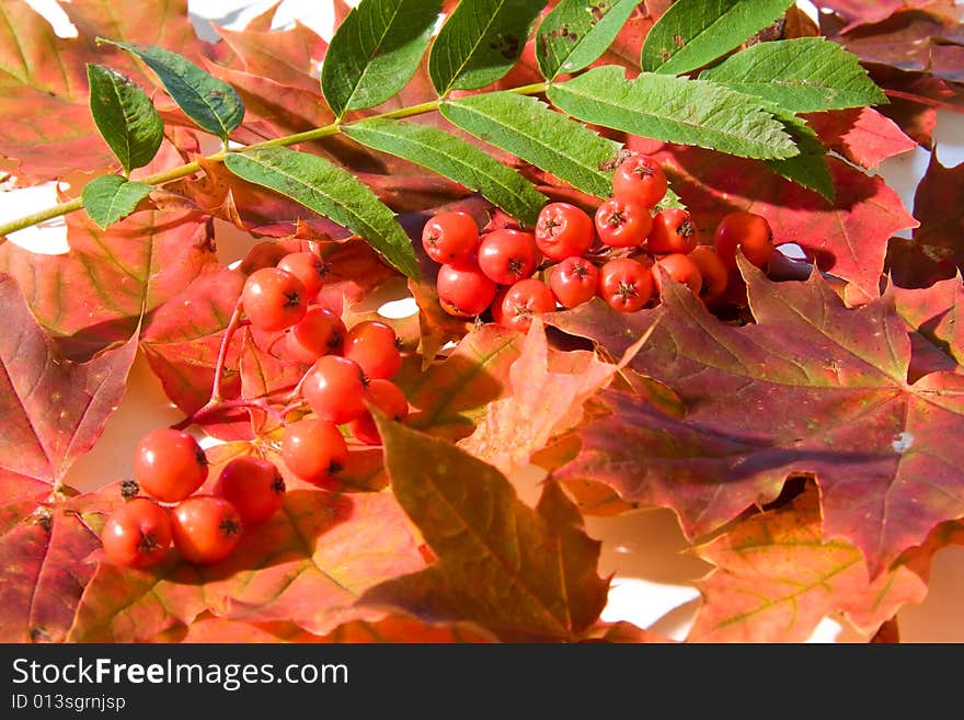 A forrest dessert plate, with maple leafs and mountain ash berrys. A forrest dessert plate, with maple leafs and mountain ash berrys