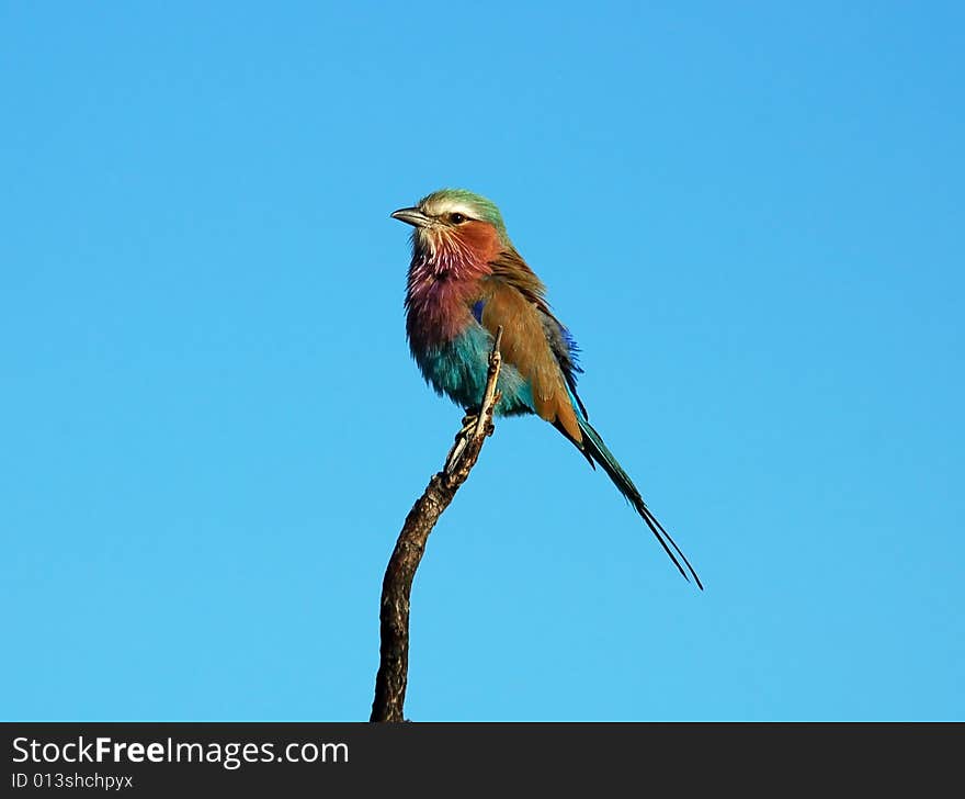 Lilacbreasted Roller in the Kruger National Park, South Africa.