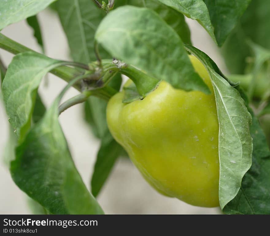 Green Sweet Pepper