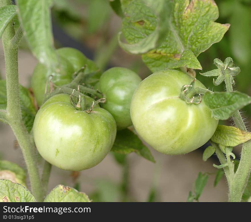 Green tomatoes