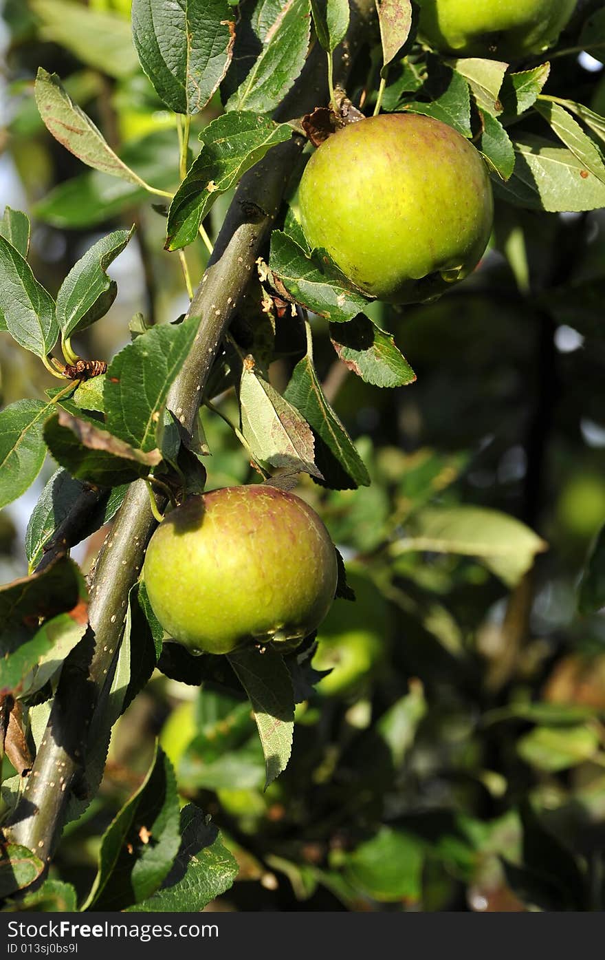 Fresh apples on a tree just after a summer rain shower.