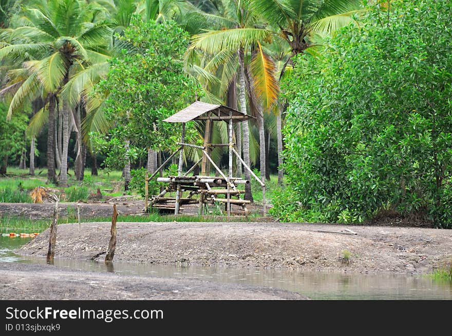 A Natural bridge made by bamboo in a park in Kerala, India. A Natural bridge made by bamboo in a park in Kerala, India