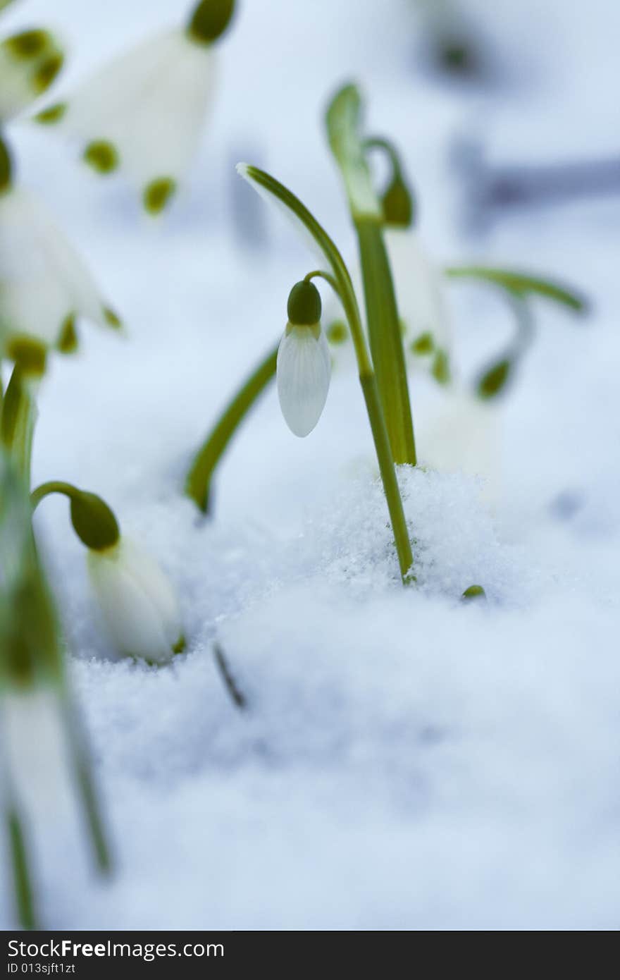 Snowdrops