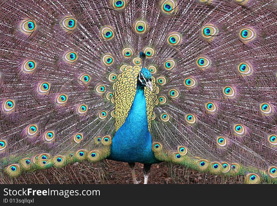 Male peacock spreading his wonderful tail to impress the ladies. Male peacock spreading his wonderful tail to impress the ladies.