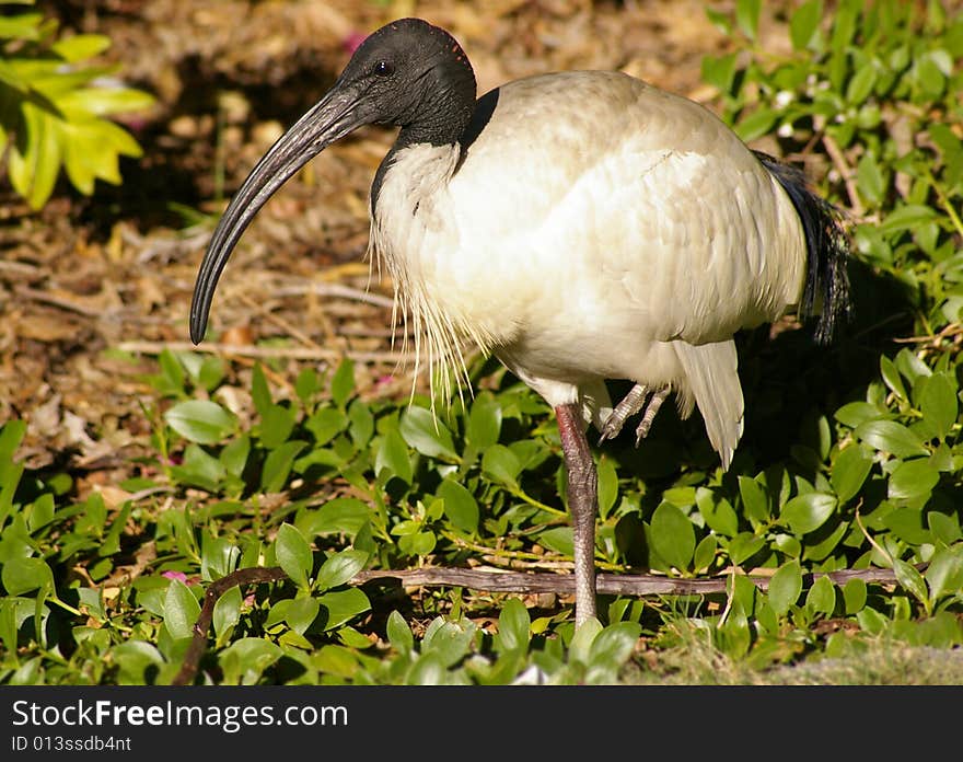 City Ibis