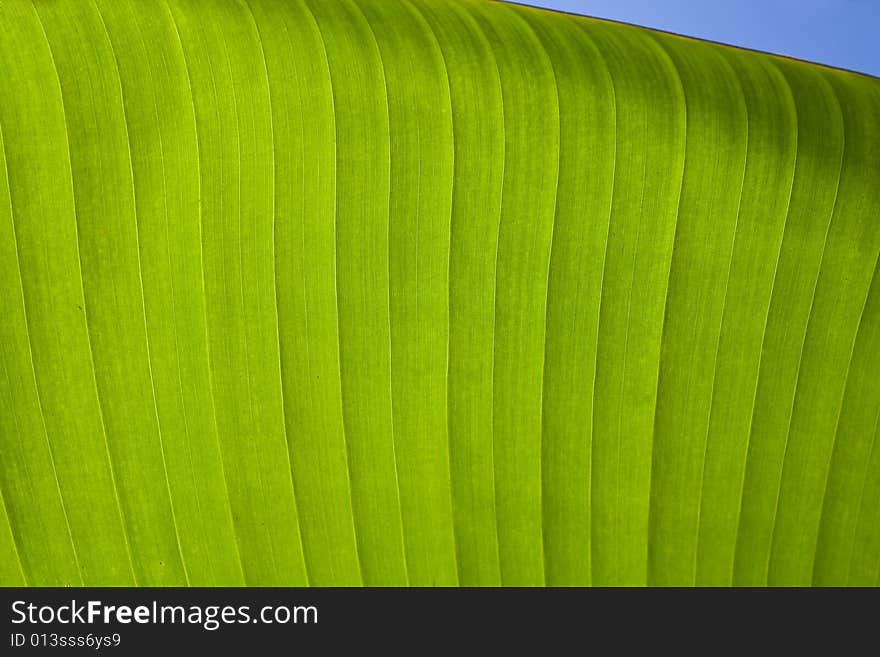 Detail of banana leaf with back sunlight