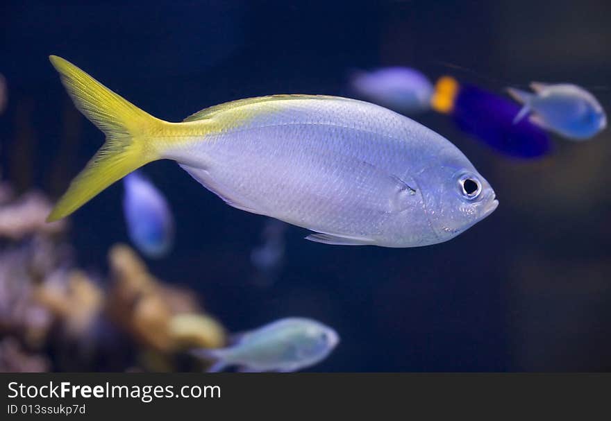 Portrait of nice aquarium fish. Portrait of nice aquarium fish