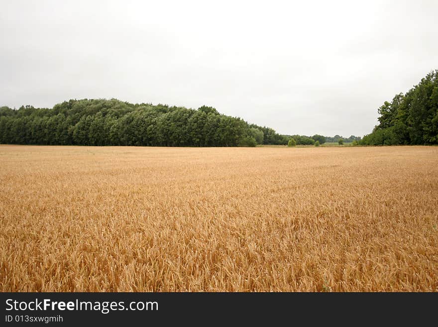 Rye field