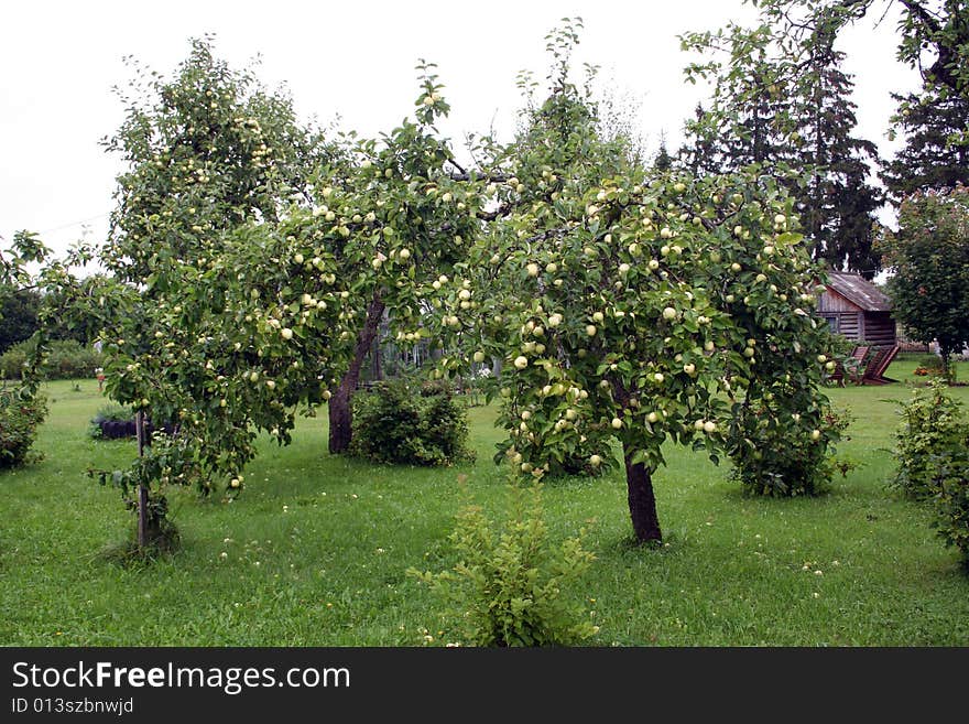 A green apple garden full of fruits