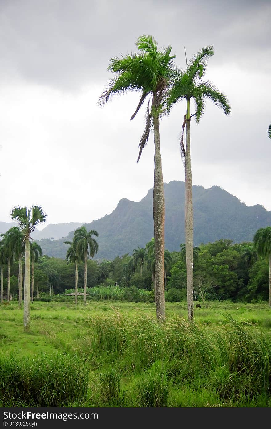 Tropical Palms And Mountains