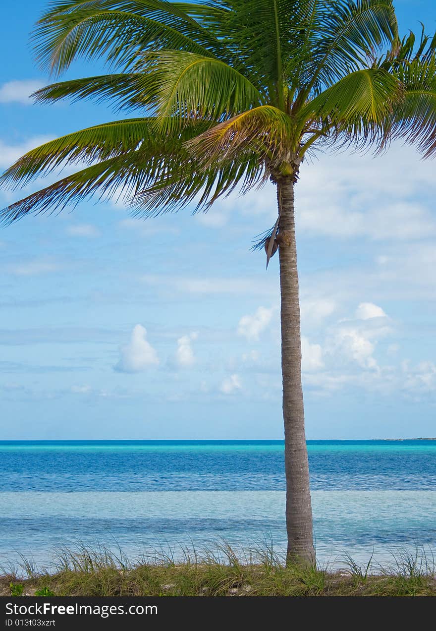 Green tropical palm on a beach near blue water and a blue sky in a background. #2. Green tropical palm on a beach near blue water and a blue sky in a background. #2