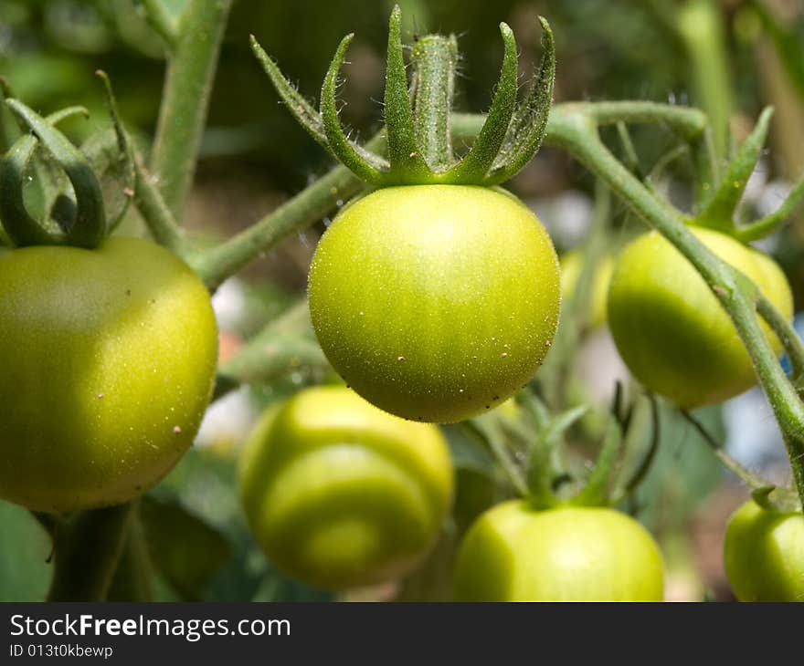 Tomato growing on a bush.