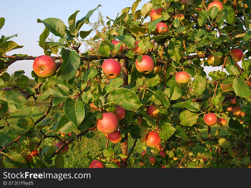 The yield of red apples. The yield of red apples