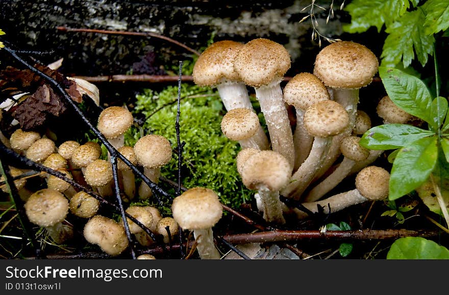 Armillaria mellea, mushroom in the autumn. Armillaria mellea, mushroom in the autumn