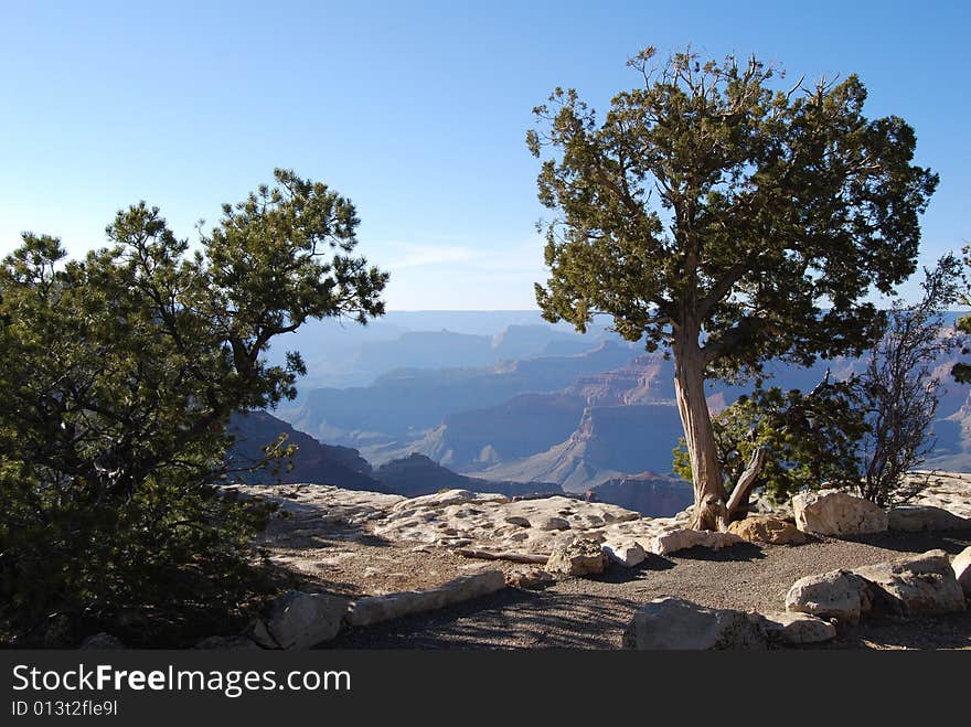 Trees On The Grand Canyon