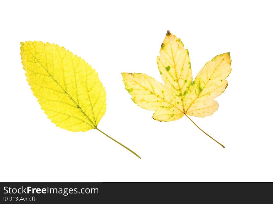 Maple and mulberry leaves isolated on white background