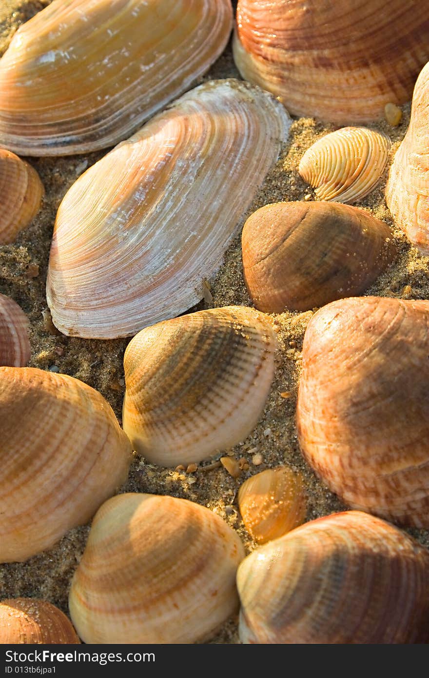 Golden seashells piled together over wet sand.