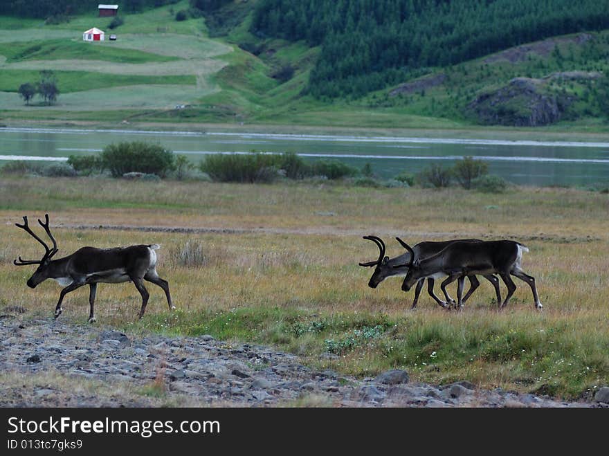 A group of reindeers near a lake in iceland. A group of reindeers near a lake in iceland