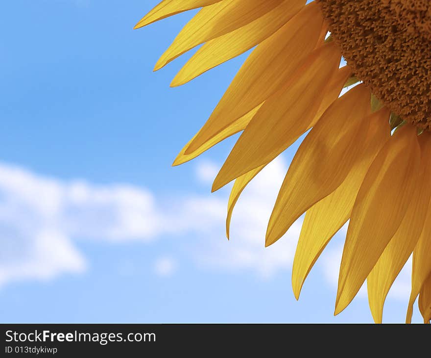 Petals of sunflower with blue sky