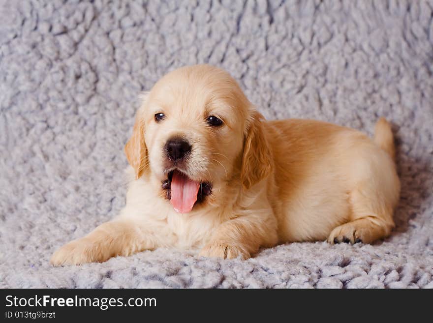 Small retriever puppy on gray background