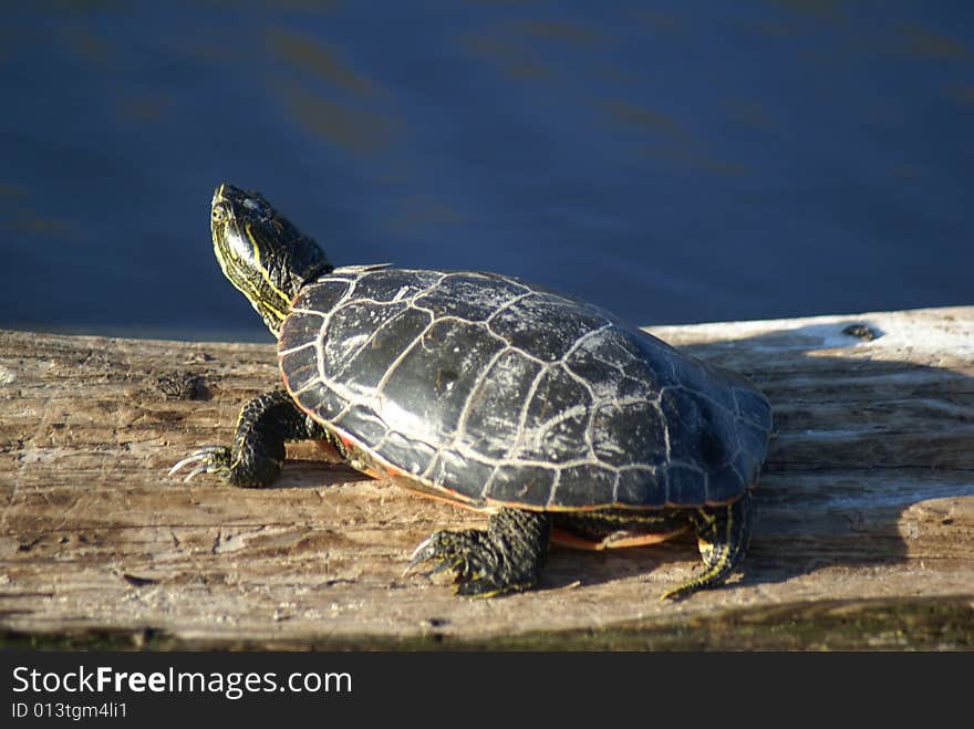 A mud turtle sunning himself on a floating log