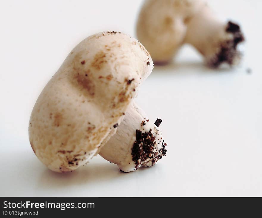 Image of two mushrooms collected. Image of two mushrooms collected