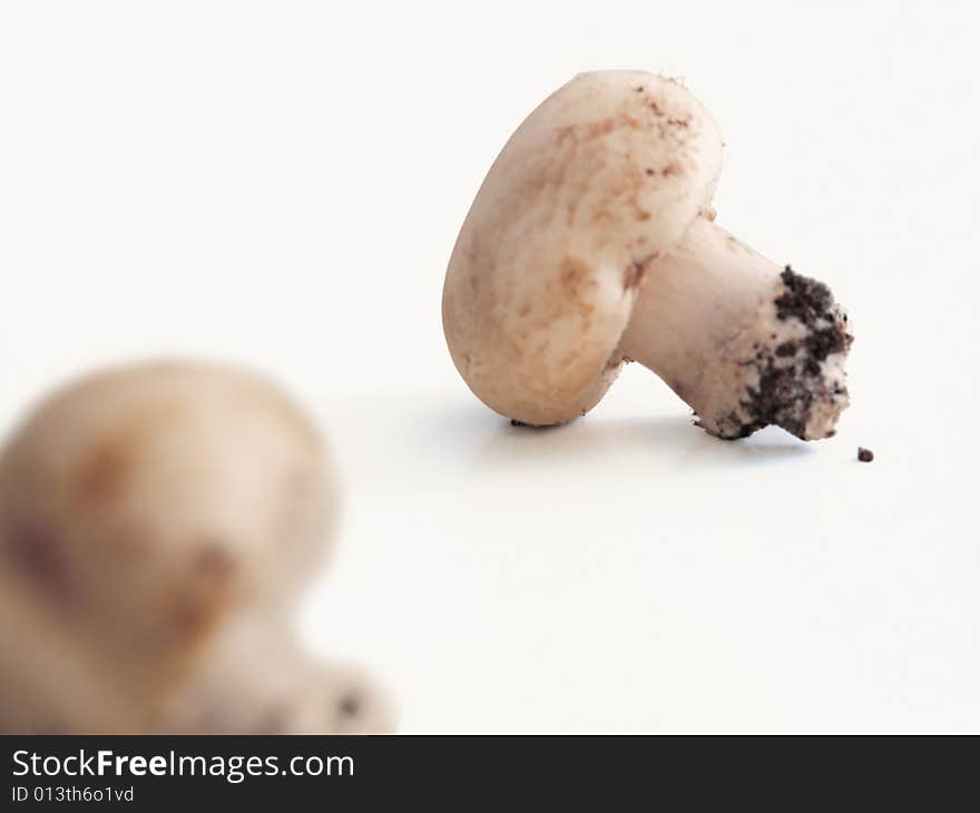 Image of two mushrooms collected