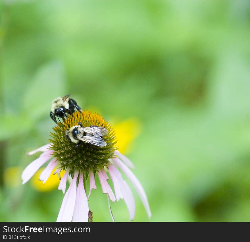 Two Bees on Flower