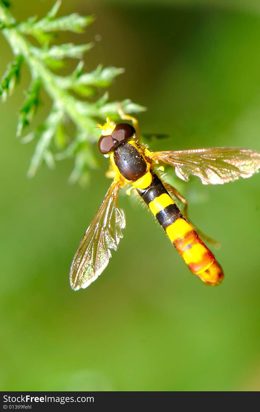 the image of Hoverfly - Sphaerophoria scripta