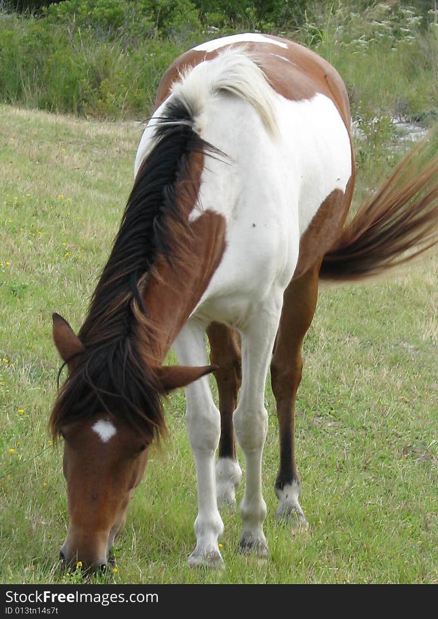 A wild pony grazing in its home of Assateague Island, MD.