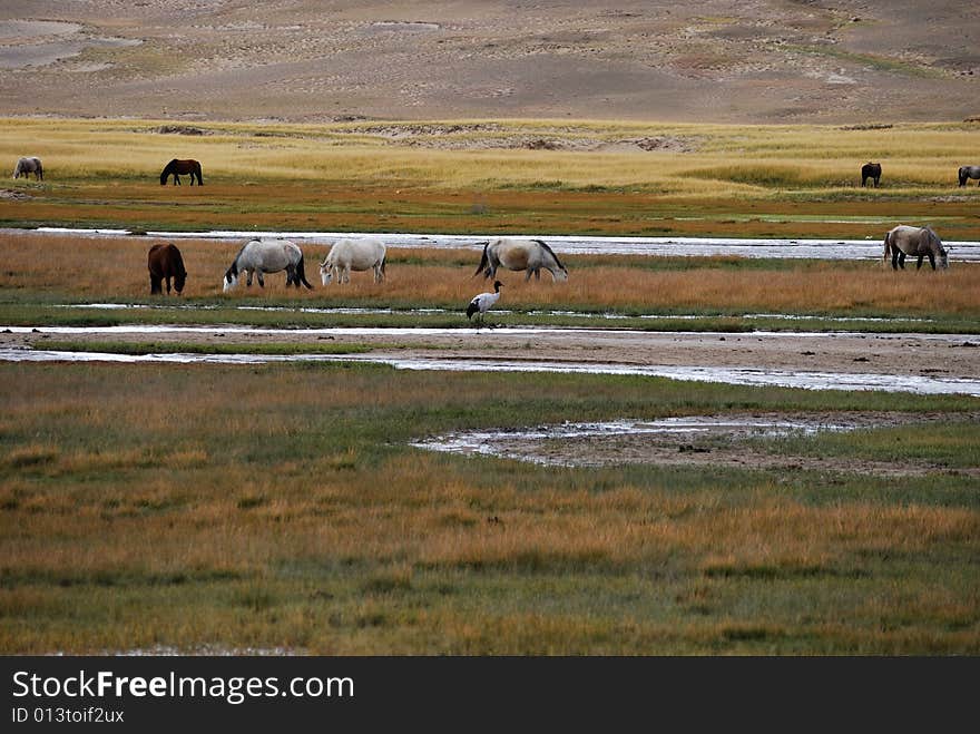 Landscape in tibet