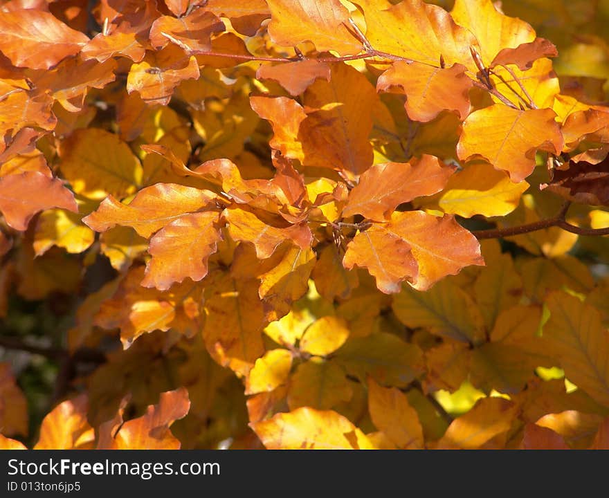 Yellow and orange autumn leaves background.