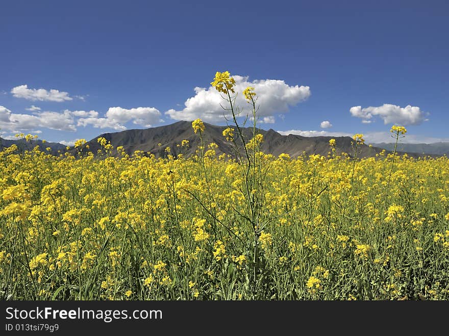 Yellow flowers and blue sky