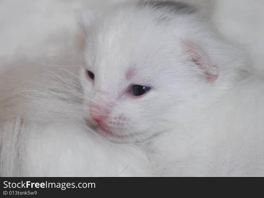 Beautiful white cat close up. Beautiful white cat close up