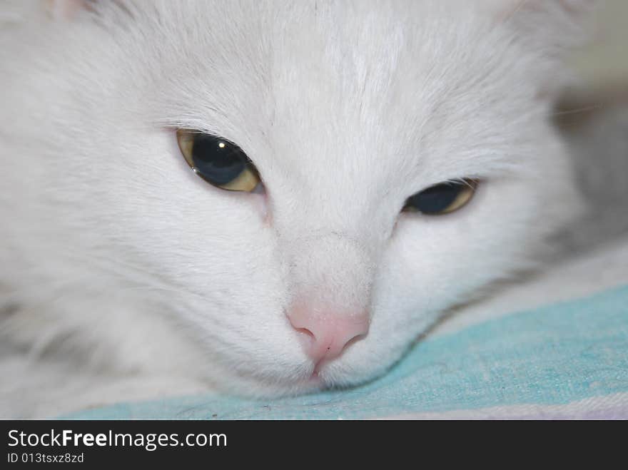 Beautiful white cat close up. Beautiful white cat close up