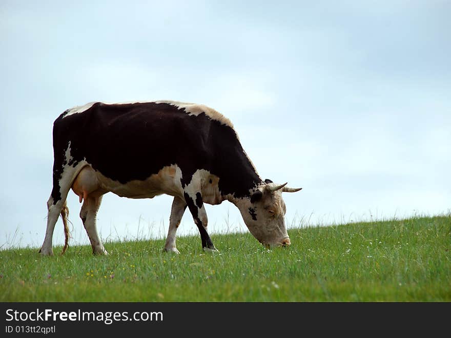 Cow On Grass