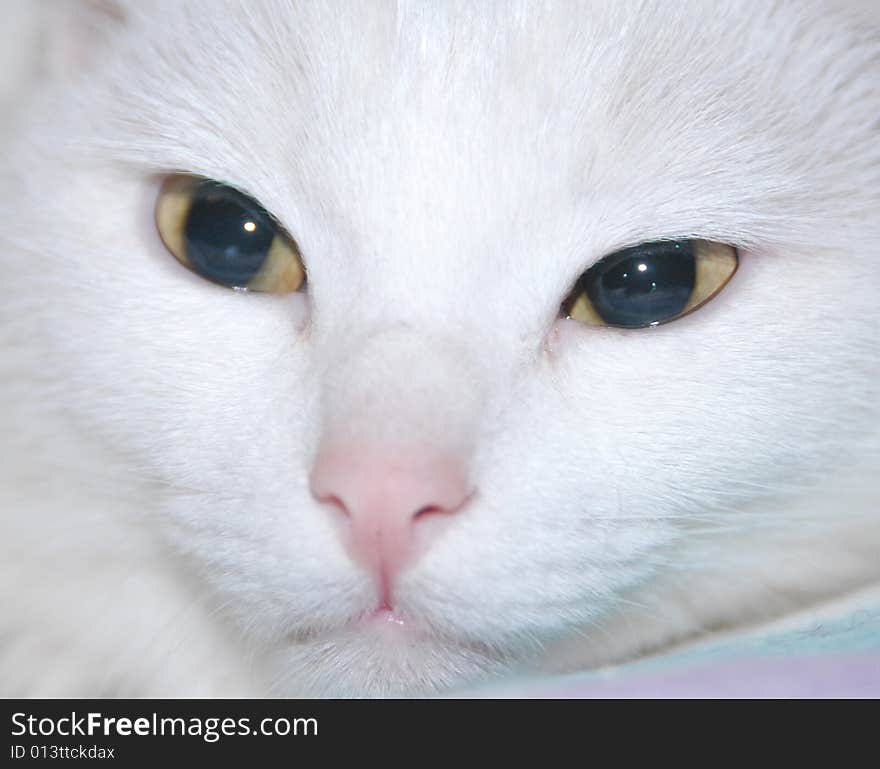 Beautiful white cat close up. Beautiful white cat close up