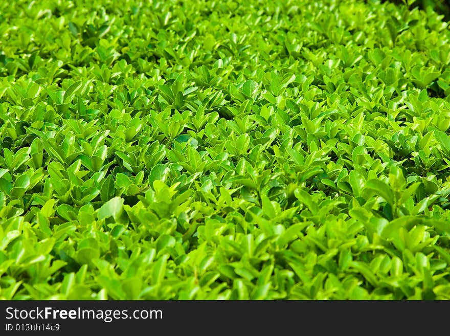 Green Leaves Texture