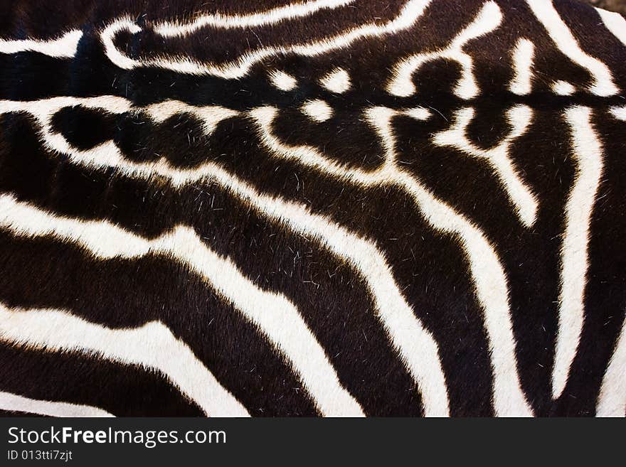 Zebra natural texture